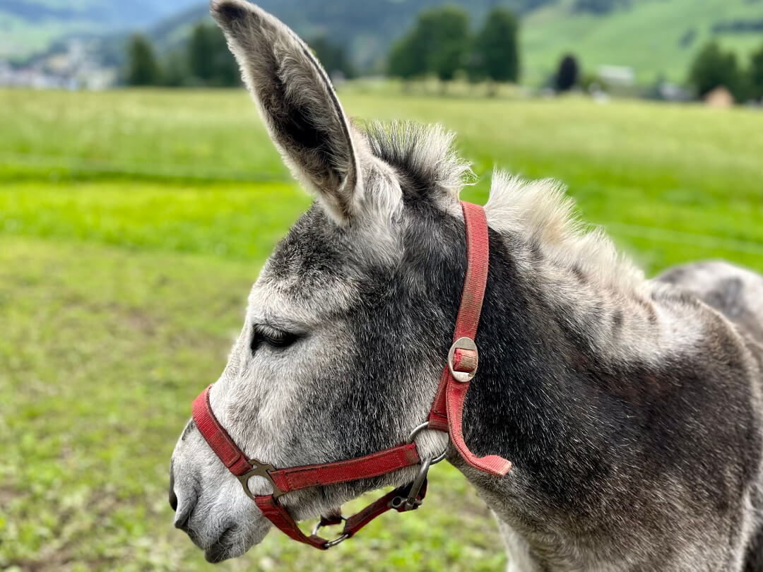 Esel auf dem Kinderbauernhof